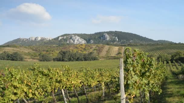 Vignobles en République Tchèque 