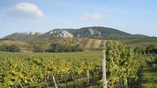 Weinberge in der Tschechischen Republik — Stockvideo