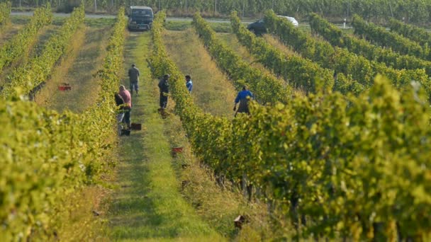 Vignobles près de Velke Bilovice en République tchèque — Video