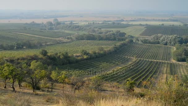 Vignobles près de Velke Bilovice en République tchèque — Video