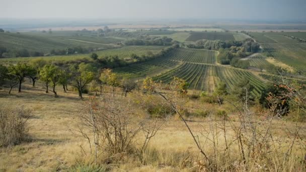 Виноградники возле Вельке-Биловице в Чехии — стоковое видео