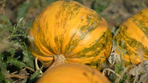Orange pumpkins in field — Stock Video