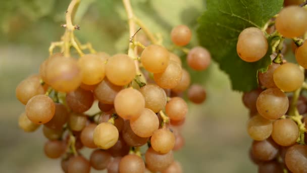 Primer plano de la uva palava — Vídeo de stock
