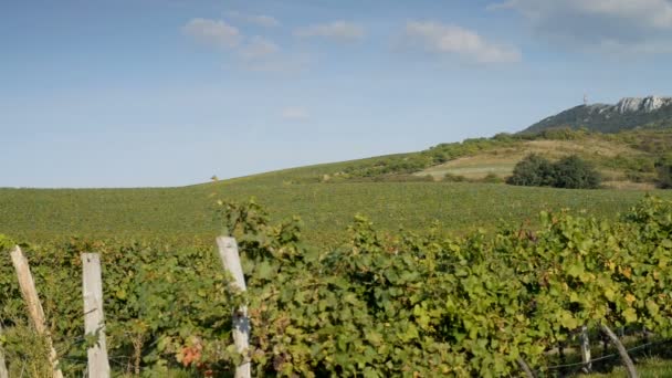 Vineyards in Czech Republic — Stock Video