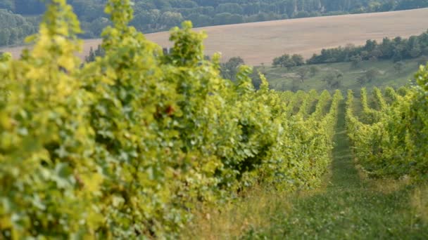 Виноградників поблизу Velke Bilovice в Чехії — стокове відео