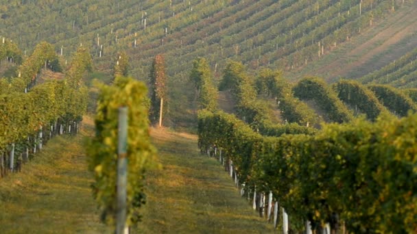 Vignobles près de Velke Bilovice en République tchèque 