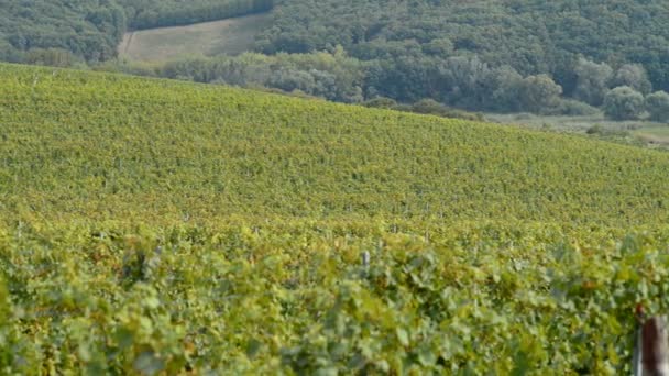 Vignobles près de Velke Bilovice en République tchèque 