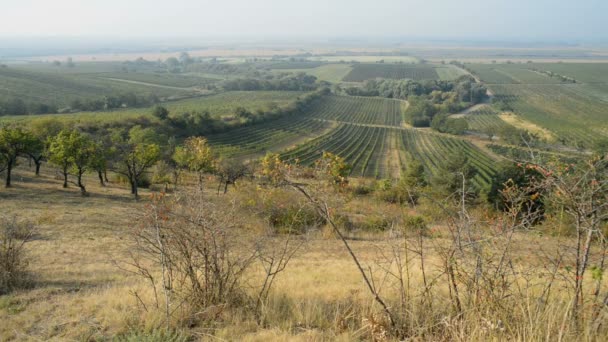 Weinberge in der Nähe von Velke bilovice in der Tschechischen Republik — Stockvideo