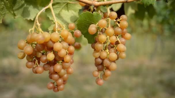 Close-up das uvas palava — Vídeo de Stock