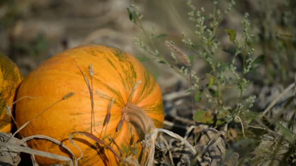 Orange pumpor i fältet — Stockvideo