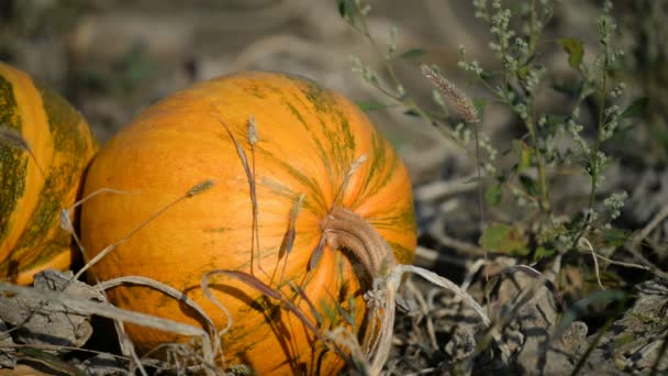 Orange pumpkins in field — Stock Video