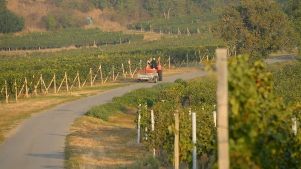 Wijngaarden in de buurt van Velke Bilovice in Tsjechië — Stockvideo