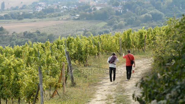 Vineyards in the Czech republic — Stock Video