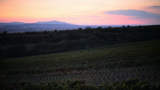 Puesta Sol Sobre Viñedo Moravia República Checa — Vídeos de Stock