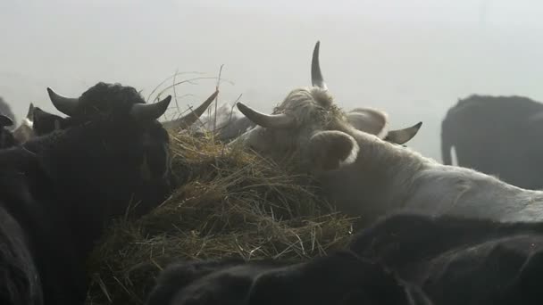 Велика рогата худоба в тумані на фермі — стокове відео