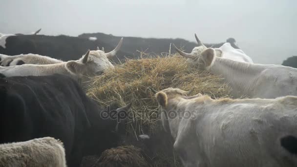 Szarvasmarha, a köd, a farm — Stock videók