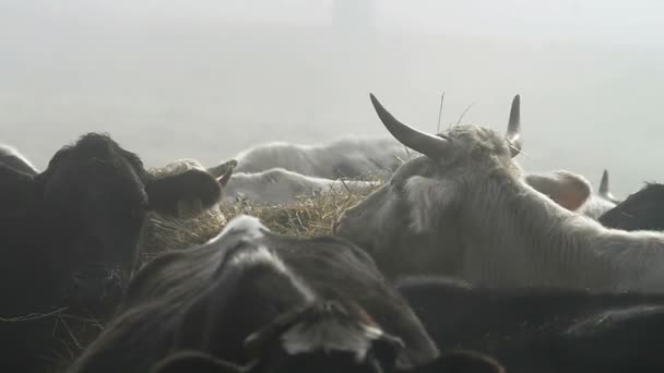 Rinder im Nebel auf Bauernhof — Stockvideo