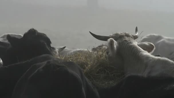 Gado no nevoeiro na fazenda — Vídeo de Stock