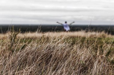 bir yaz alanında yüksek kuru ot