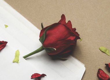 açık kahverengi arka planı üzerinde bir zarf içinde kırmızı gül