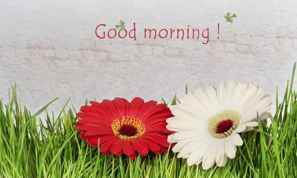 Flores de gerberas amarillas y rojas contra el fondo de la pared — Foto de Stock