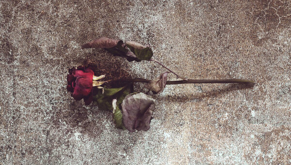 Dried red rose on a marble table