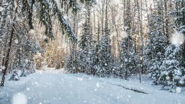 Число 2017 Падающий снег в зимнем лесу, CINEMAGPH, loop, 1080p — стоковое видео