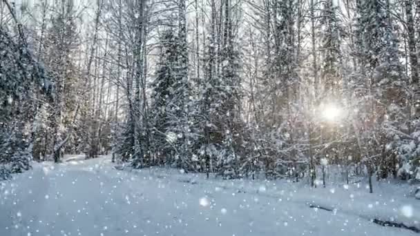 CINEMAGRAPH, 4k, neve che cade nella foresta invernale, loop — Video Stock