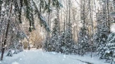 Kış ormanına düşen kar, CINEMAGRAPH, döngü, 1080p