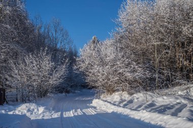 güneşli havalarda. Kış orman manzarası, kar