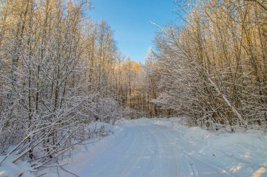 güneşli havalarda. Kış orman manzarası, kar