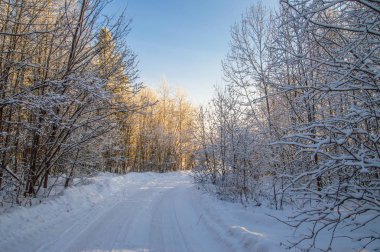 güneşli havalarda. Kış orman manzarası, kar