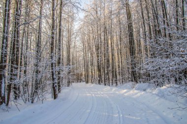 güneşli havalarda. Kış orman manzarası, kar