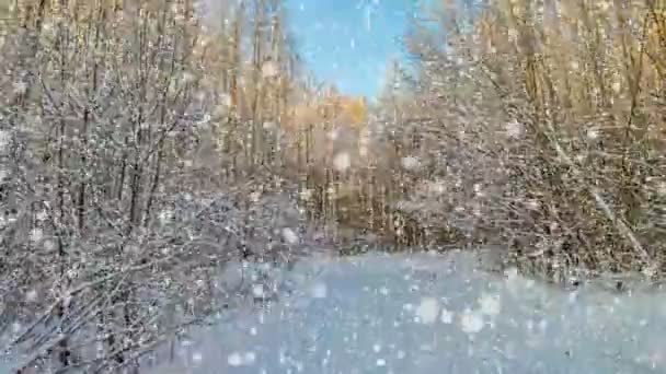 CINEMAGRAPH, 4k, nieve cayendo en el bosque de invierno, bucle — Vídeos de Stock