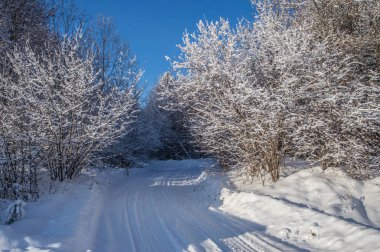 güneşli havalarda. Kış orman manzarası, kar