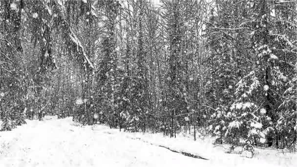 Τυποποιημένο σχέδιο, Cinemagraph, 4k, πέφτει χιόνι στο δάσος το χειμώνα, βρόχου — Αρχείο Βίντεο