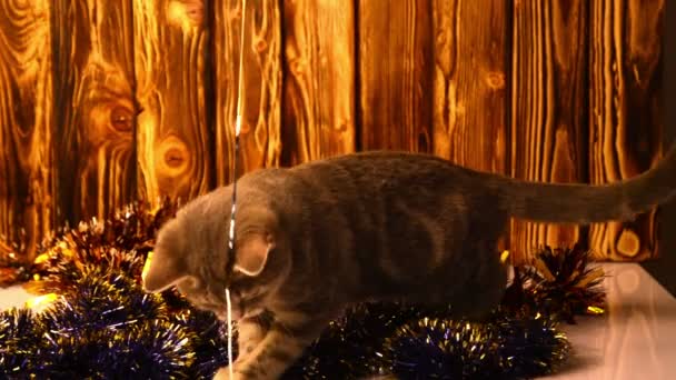 Γατάκι παίζει με τις διακοσμήσεις Χριστουγέννων — Αρχείο Βίντεο
