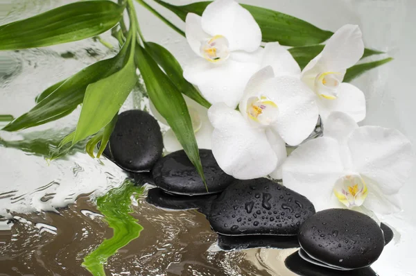 Spa arka plan - orkide siyah taşlar ve bambu su