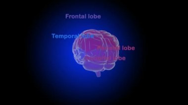 insan beyni yapısı