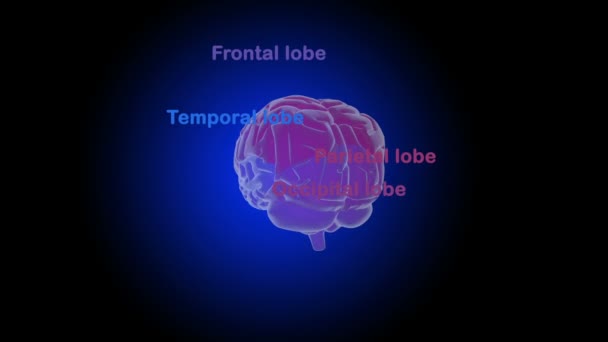Cerveau humain La structure du — Video