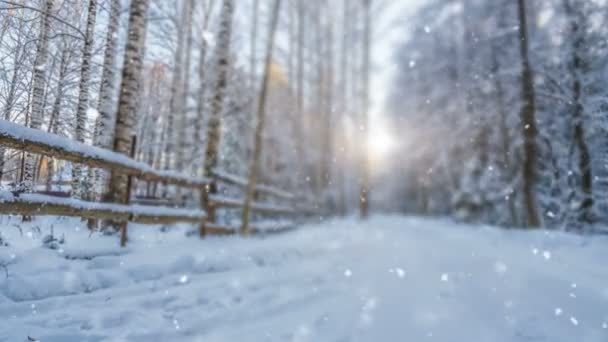 CINEMAGE PH, 1080p, выпадающий снег в зимнем лесу, лупа — стоковое видео