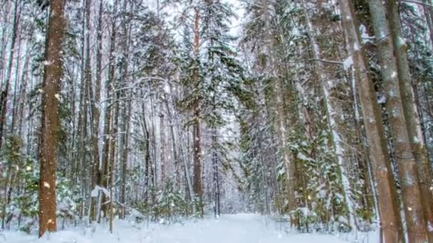 Kino, 1080p, fallender Schnee im Winterwald, Loop — Stockvideo