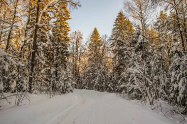 güneşli havalarda. Kış orman manzarası, kar