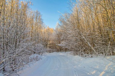 güneşli havalarda. Kış orman manzarası, kar