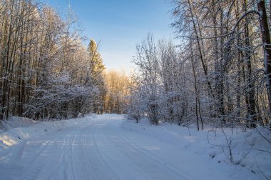 güneşli havalarda. Kış orman manzarası, kar
