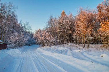 güneşli havalarda. Kış orman manzarası, kar