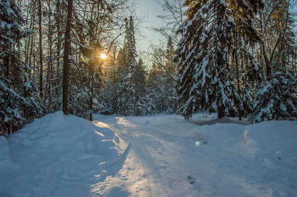 güneşli havalarda. Kış orman manzarası, kar