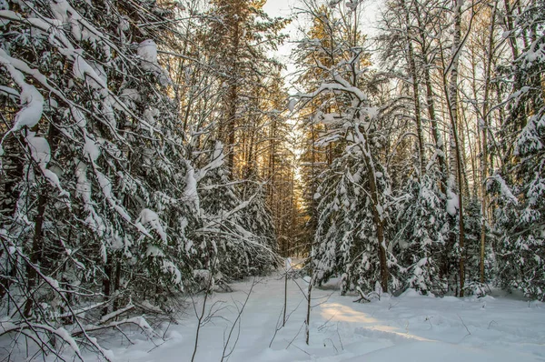 güneşli havalarda. Kış orman manzarası, kar