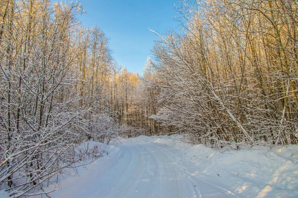 güneşli havalarda. Kış orman manzarası, kar
