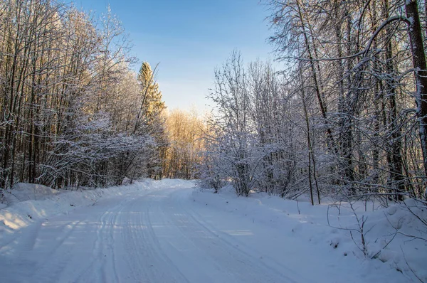 güneşli havalarda. Kış orman manzarası, kar